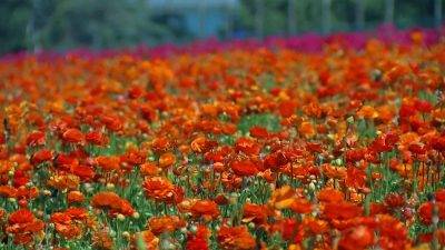 Carlsbad Flower fields