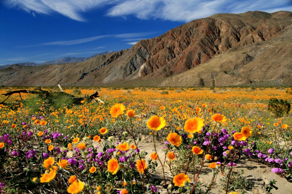 Wild Flowers in Anza-Borrego Desert State Park