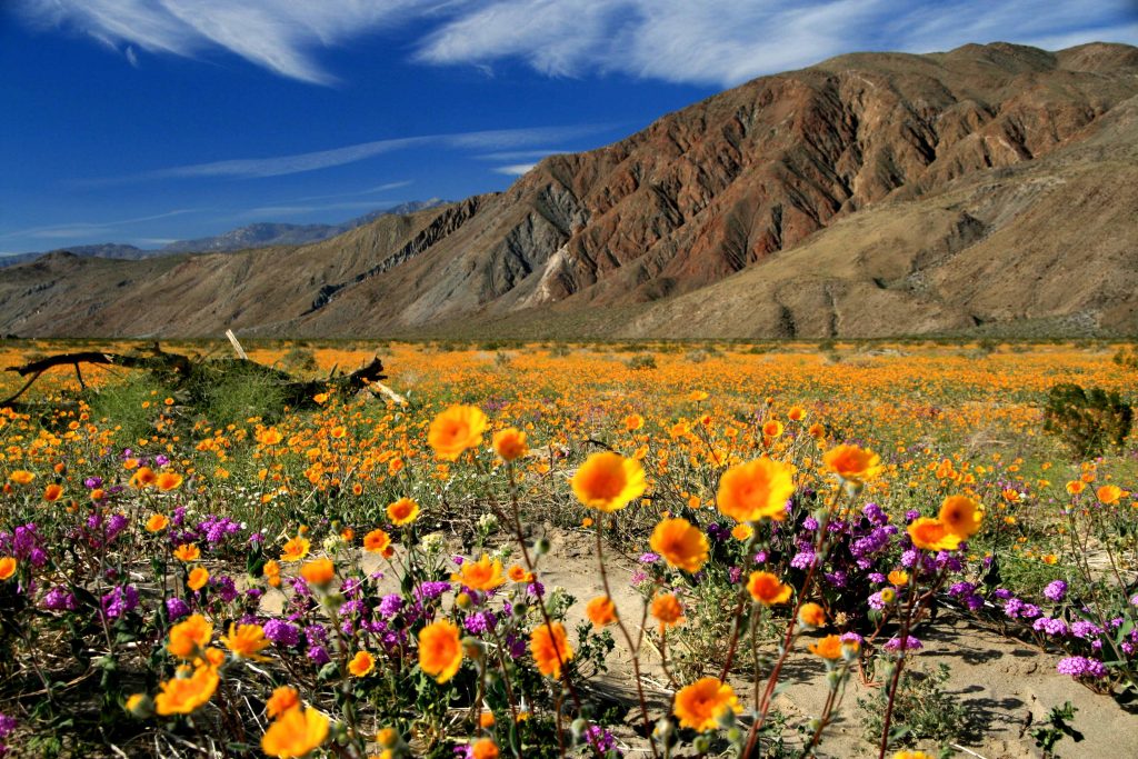 Anza-Borrego Desert State Park | California Suites Hotel