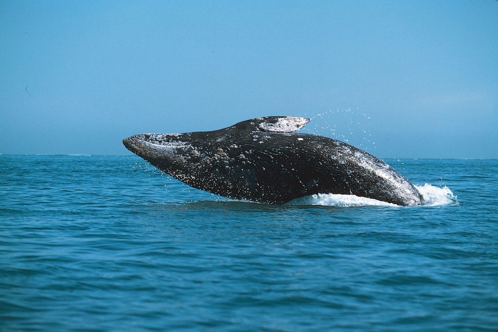 whale watching san diego