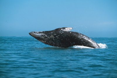 whale watching san diego